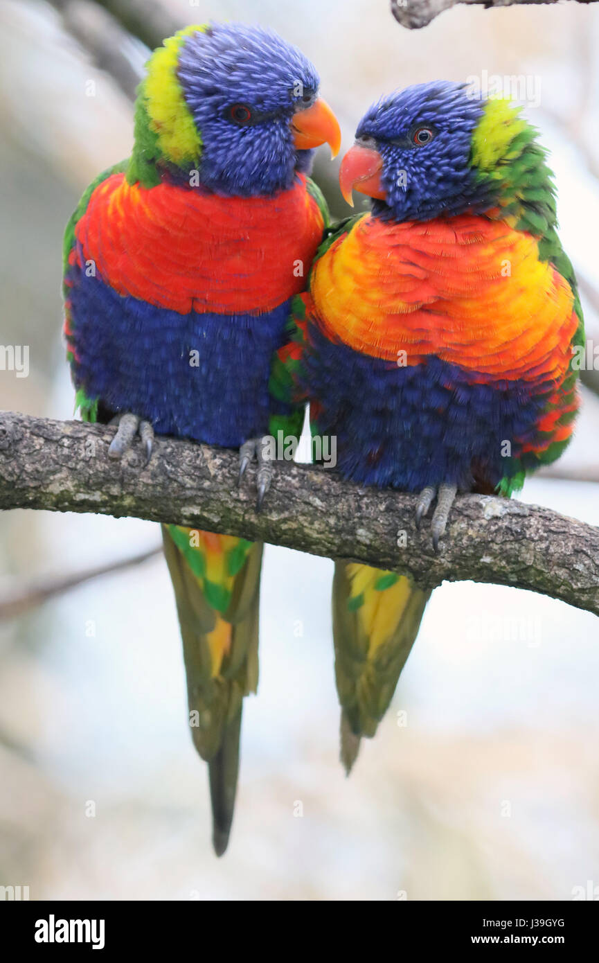 Parco Ornitologico ( parc des oiseaux de villards-les-Dombes). rainbow lorikeet ( trichoglossus haematodous moluccanus ). Foto Stock