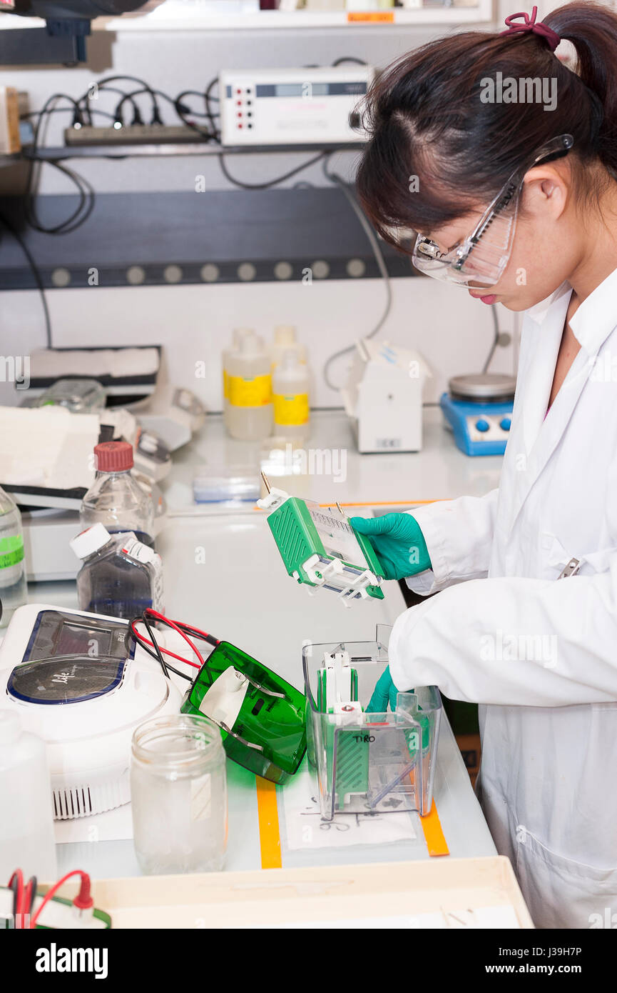 RICERCA SUL CANCRO Foto Stock