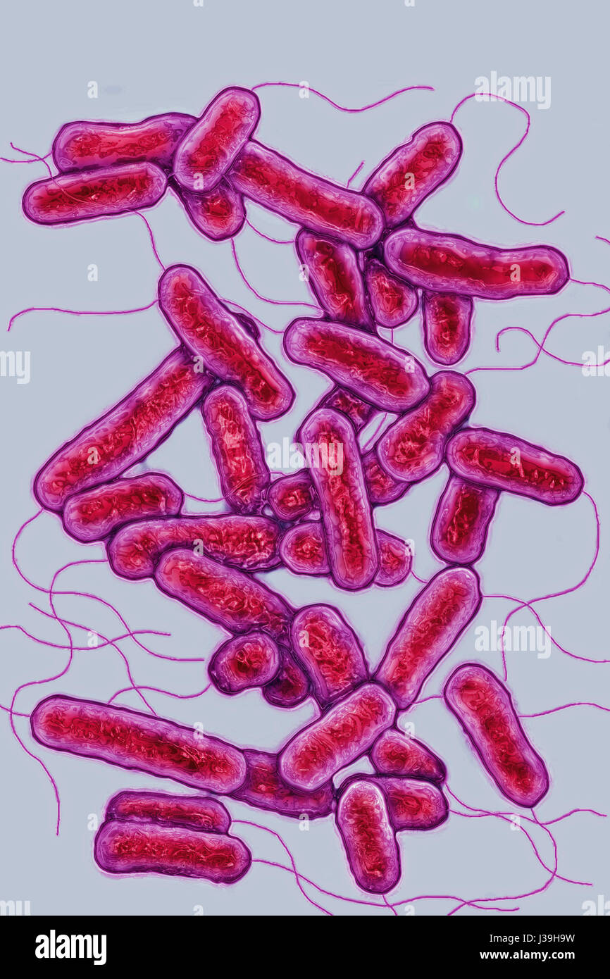 LEGIONELLA PNEUMOPHILA Foto Stock