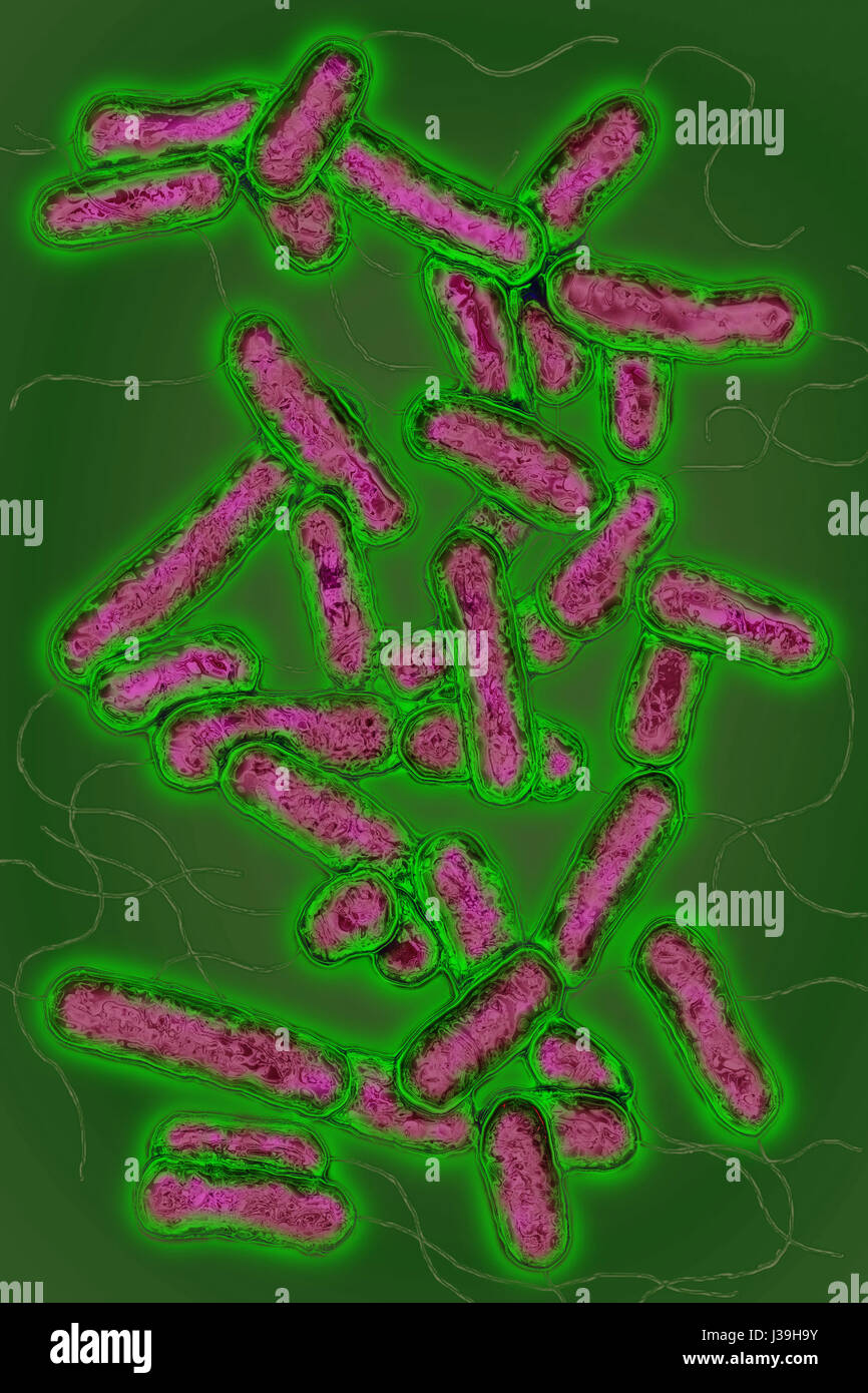 LEGIONELLA PNEUMOPHILA Foto Stock