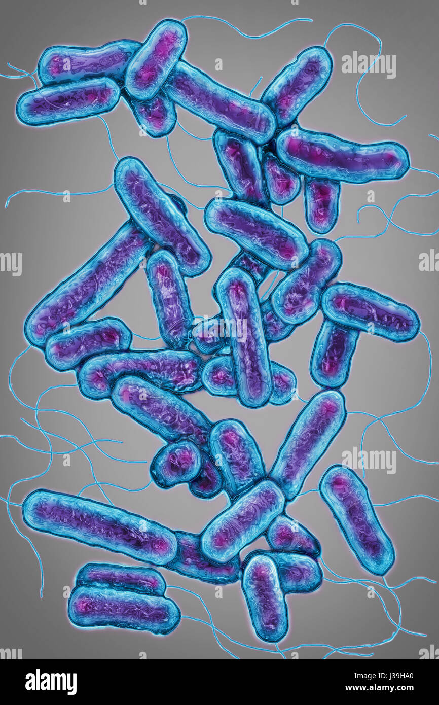 LEGIONELLA PNEUMOPHILA Foto Stock