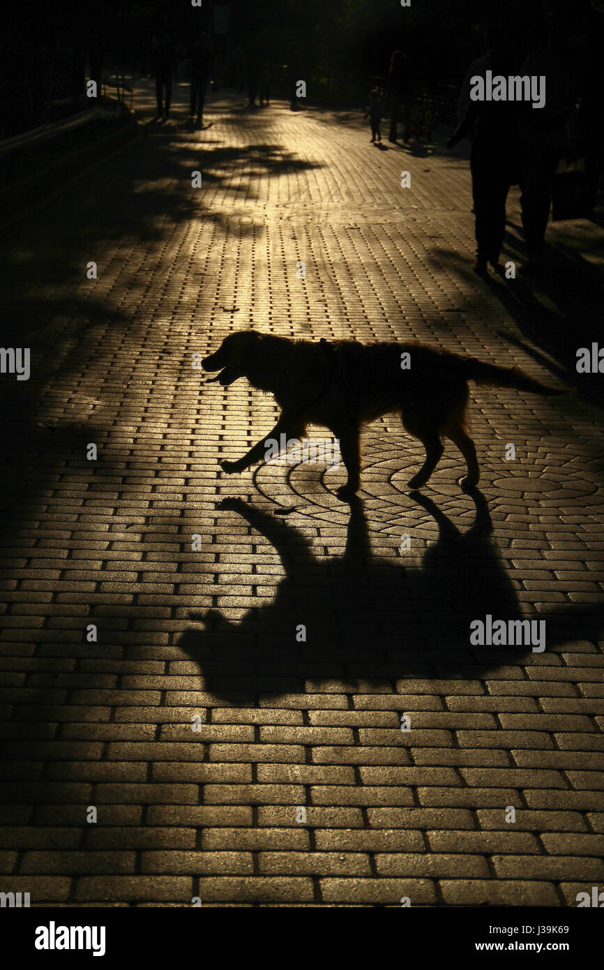Silhouette del cane sulla strada al tramonto. Foto Stock