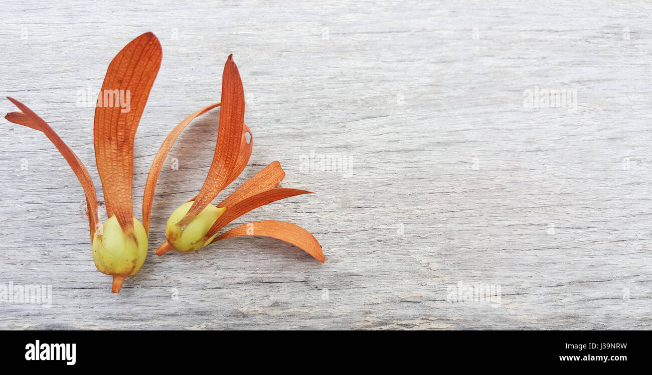 Sementi di gomma su uno sfondo di legno. Due frutti alati di Dipterocarpus isolata su uno sfondo di legno. Foto Stock