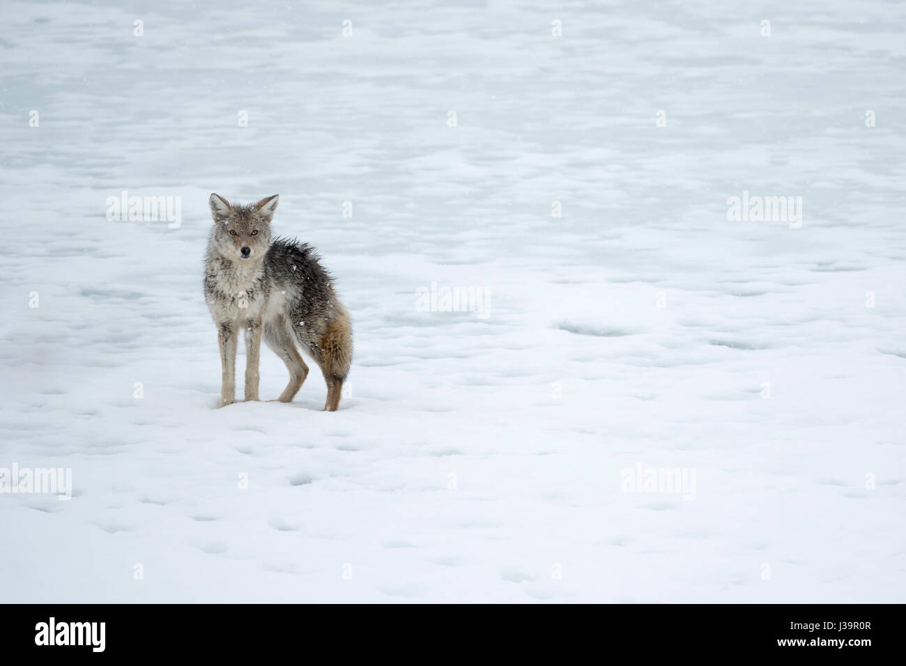 Coyote / Kojote ( Canis latrans ) in inverno, mi sono bagnato, bagnato per la pelle, permanente sulla fusione di neve e ghiaccio, presso la banca di un lago, sembra divertente, Yellowsto Foto Stock
