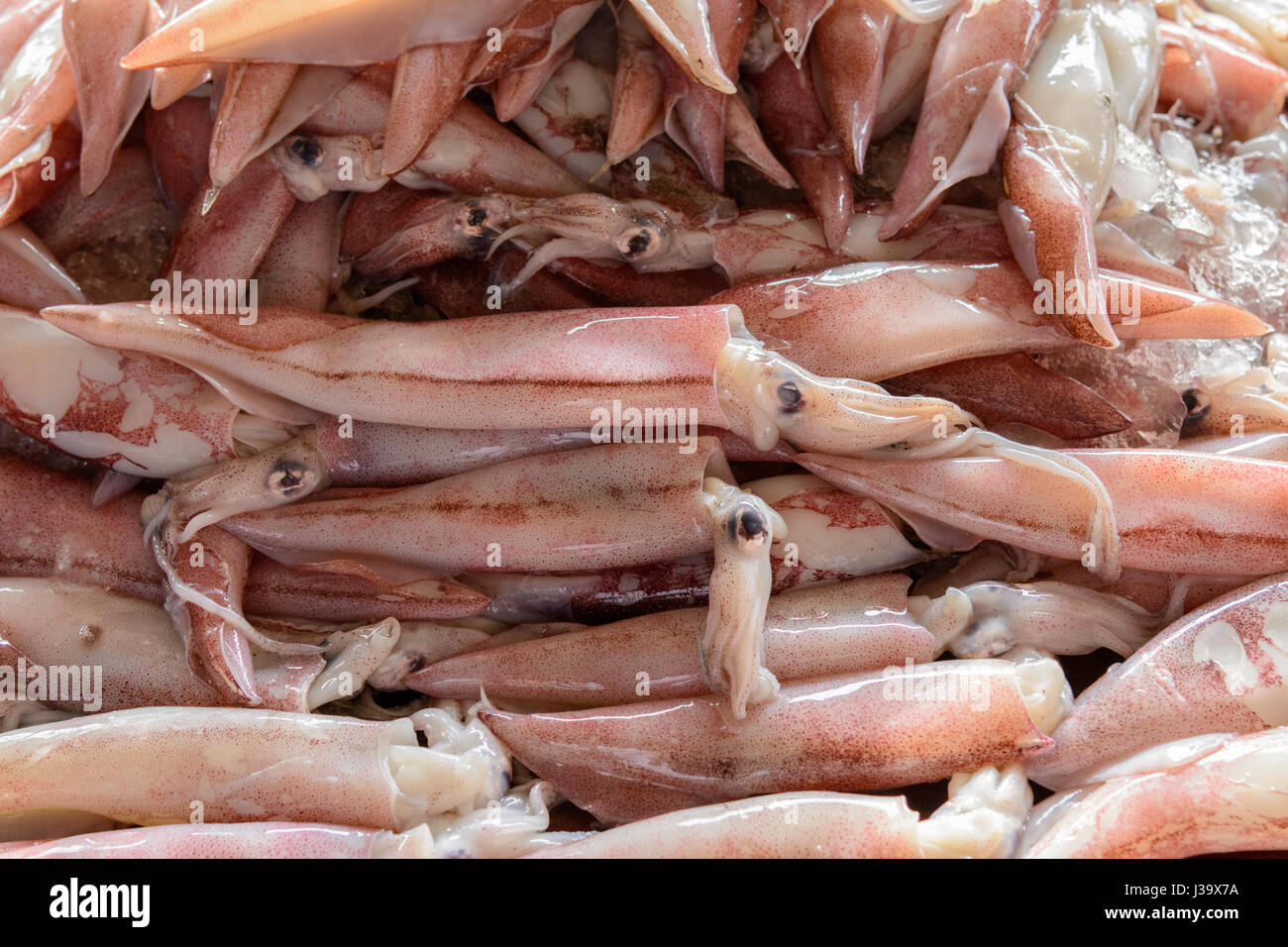 Un mucchio di appena pescato calamari in vendita presso il mercato del pesce di Thalassery (Tellicherry), Kannur district (Cannanore), Kerala, India del Sud, Sud Asia Foto Stock