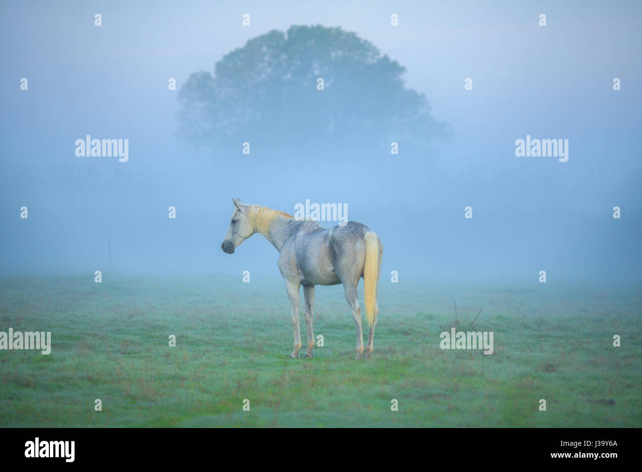 White Horse nella nebbia di mattina. Foto Stock