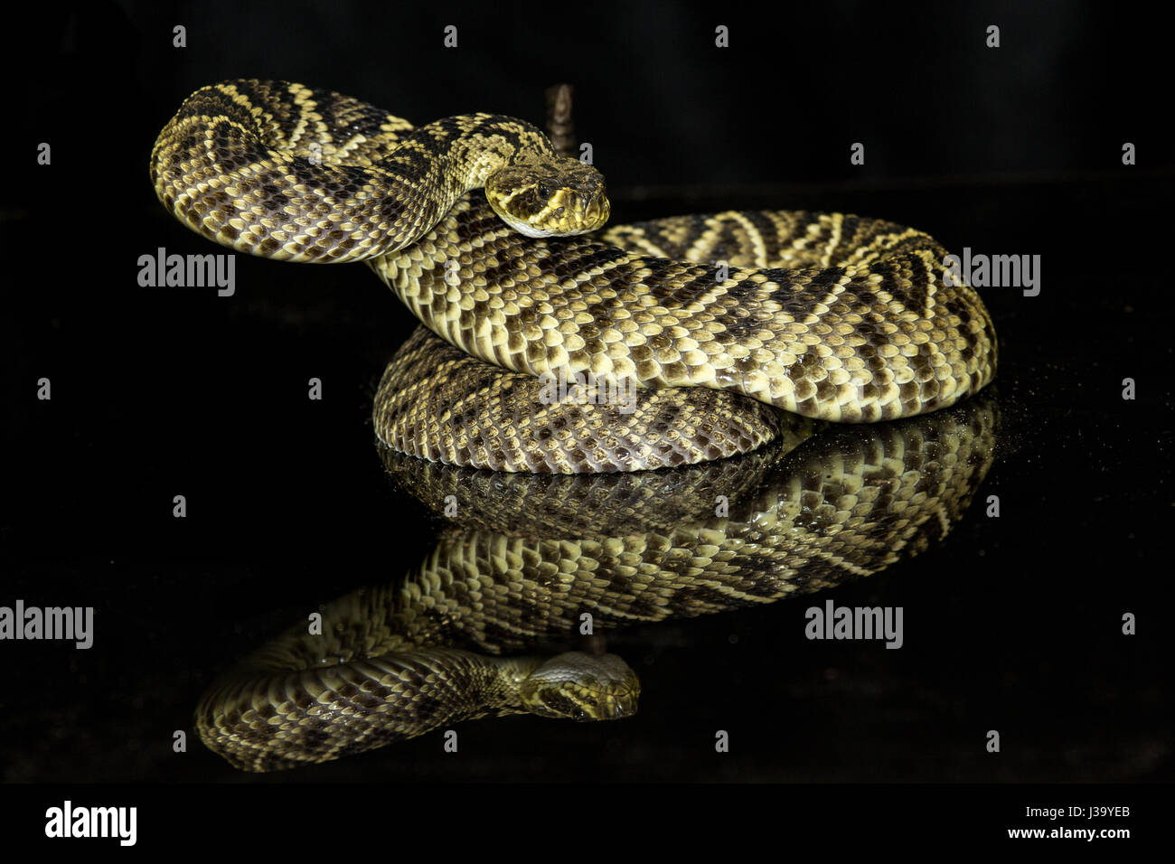Eastern diamondback rattlesnake in sciopero pongono. Foto Stock