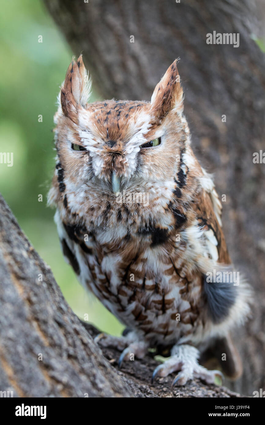 Salvato est della civetta in Sud Dakota seduto in una struttura ad albero Foto Stock