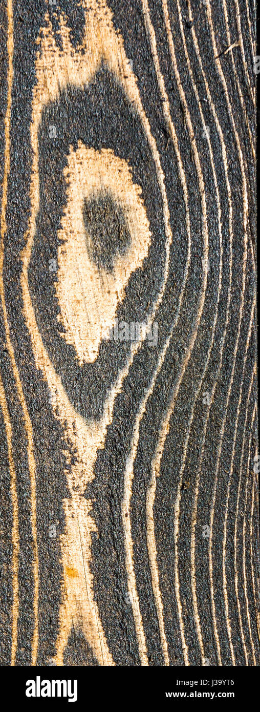 Legno - Larice - legno naturale sfondo texture Foto Stock