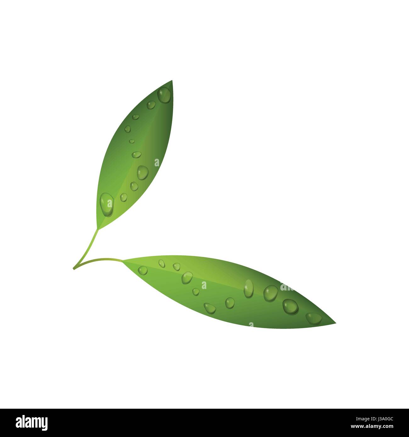 Foglie di tè verde con gocce d'acqua vettore isolato Illustrazione Vettoriale