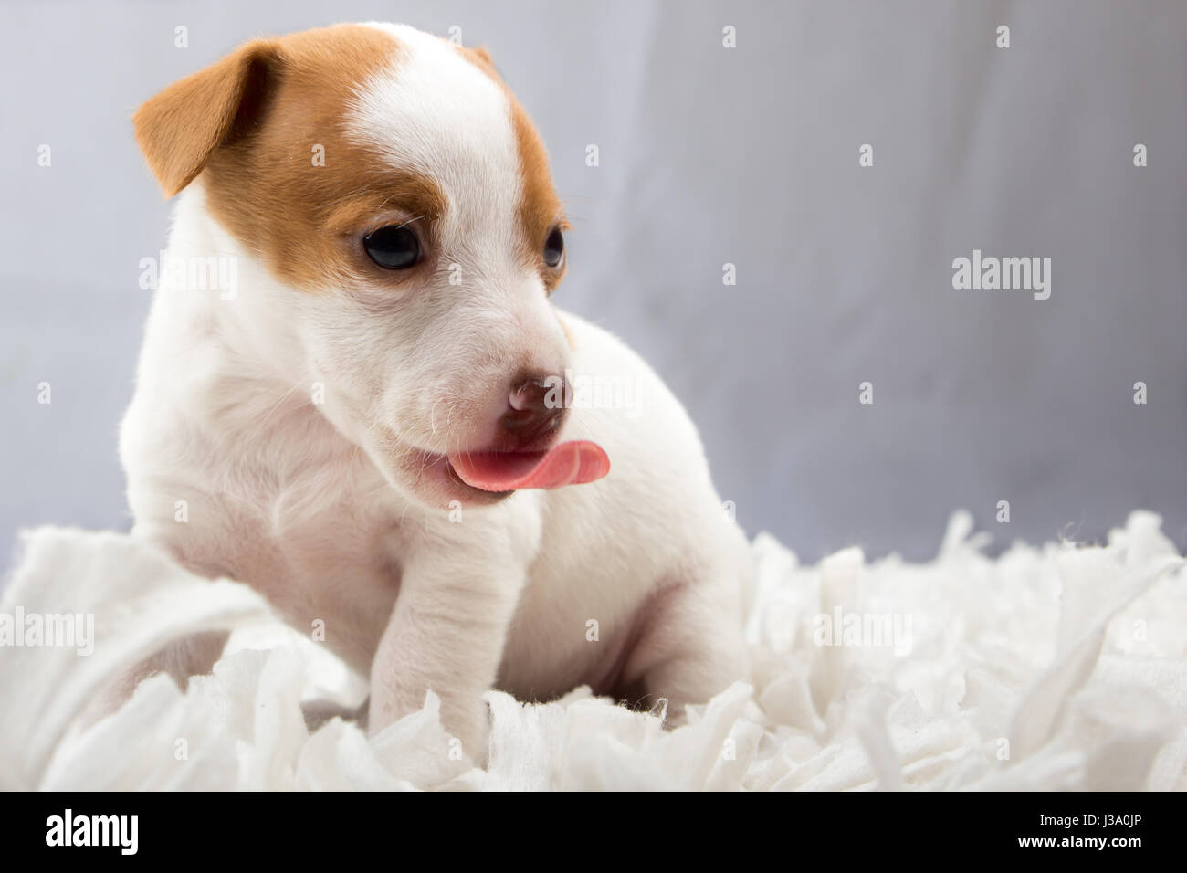 Carino piccolo cucciolo...Mangiare burro di arachidi Foto Stock