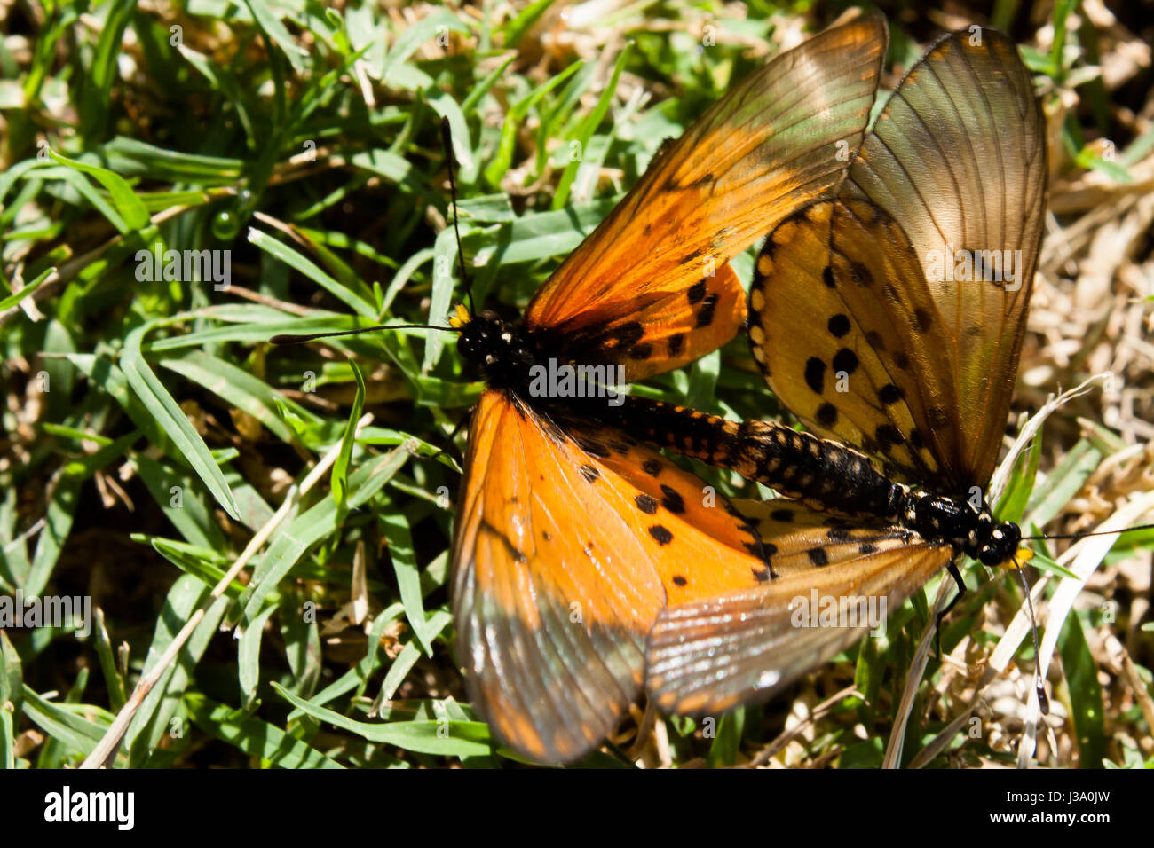 A passeggiare nel giardino e ho visto questo due butterfly coniugata ora ho dovuto prendere una foto prima di volare lontano Foto Stock