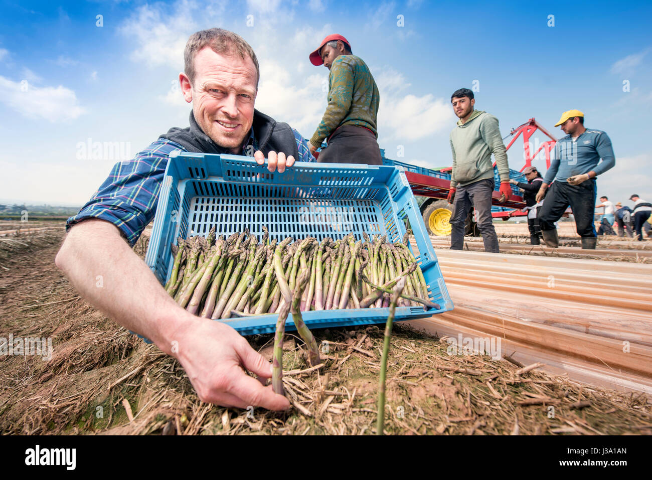 Gli asparagi agricoltore Chris Chinn di fattorie Cobrey vicino a Ross-on-Wye con alcuni del suo raccolto che è arrivato presto unseasonaly Foto Stock