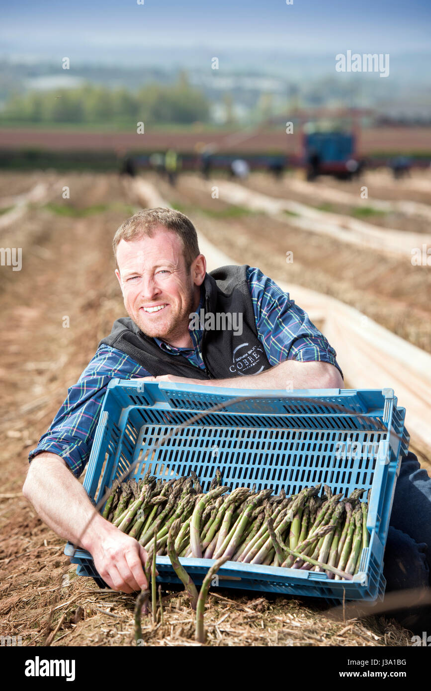 Gli asparagi agricoltore Chris Chinn di fattorie Cobrey vicino a Ross-on-Wye con alcuni del suo raccolto che è arrivato presto unseasonaly Foto Stock