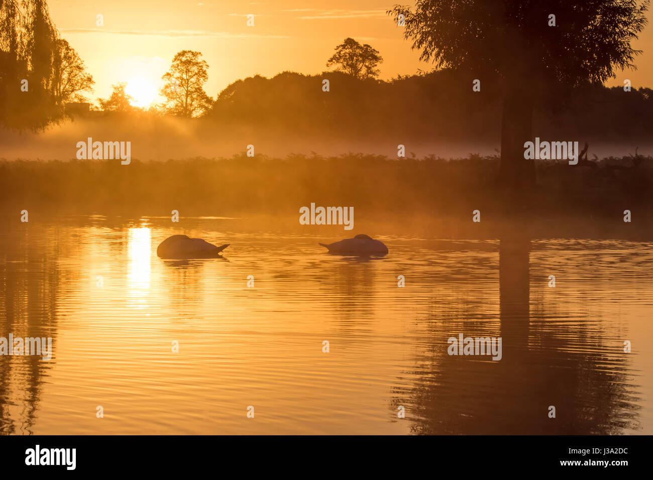 Coppia di Cigni (Cygnus olor) dormire nella luce dorata tranquillo laghetto di sunrise Foto Stock