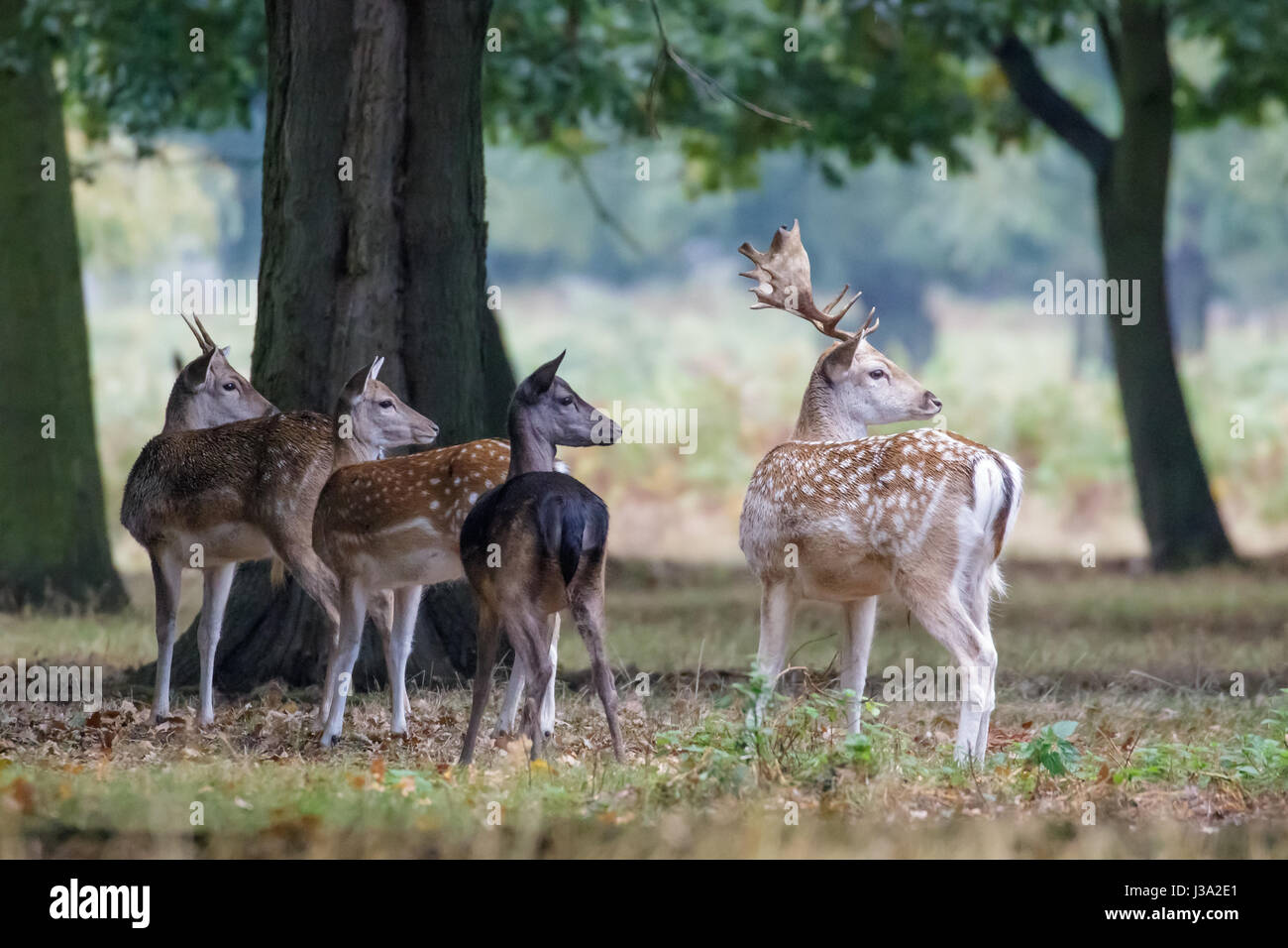 Il gruppo di quattro esemplari di daini (Dama Dama) startled da qualcosa sul bordo di bosco ceduo Foto Stock