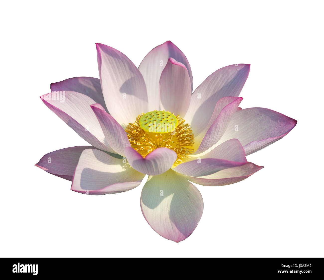 Lotus isolato su sfondo bianco. Foto Stock