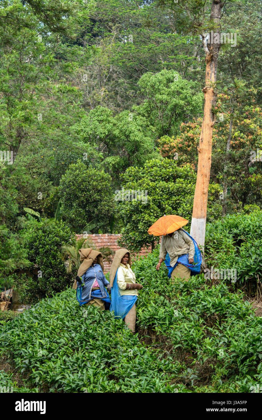 Donne Tamil tè di prelievo di preforme la piantagione di tè station wagon, Thalappuzha, Distretto di Wayanad, Kerala, India del Sud, Sud Asia Foto Stock