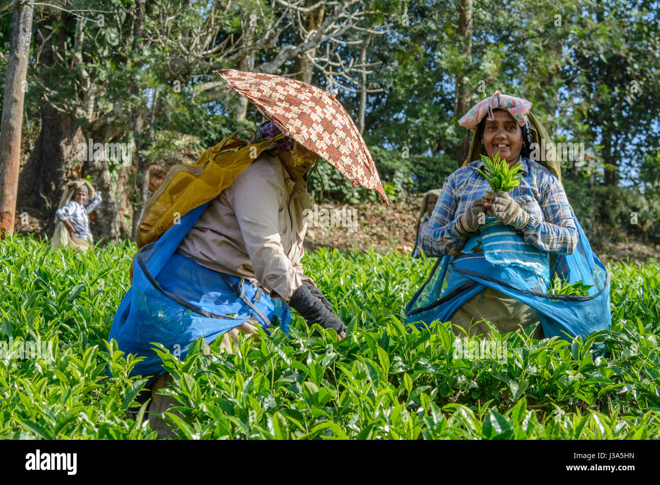 Donne Tamil tè di prelievo di preforme la piantagione di tè station wagon, Thalappuzha, Distretto di Wayanad, Kerala, India del Sud, Sud Asia Foto Stock