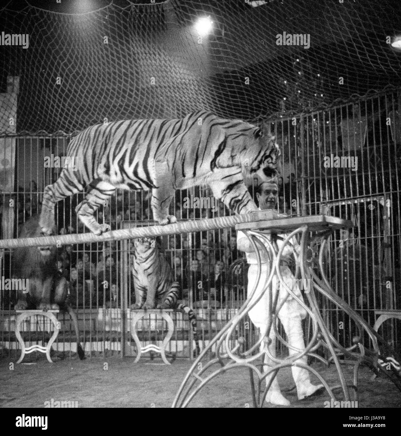 Circus programma con i predatori, 1954 Foto Stock