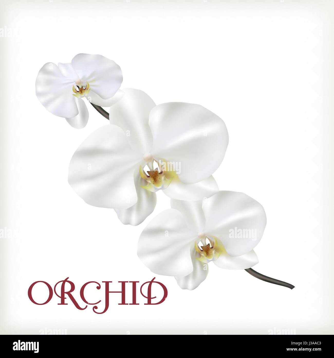 Bianco Fiori di orchidea Illustrazione Vettoriale