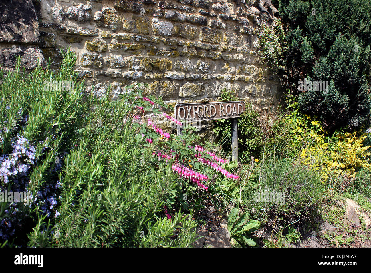 Estate piantando Oxford Road Garsington Village Foto Stock