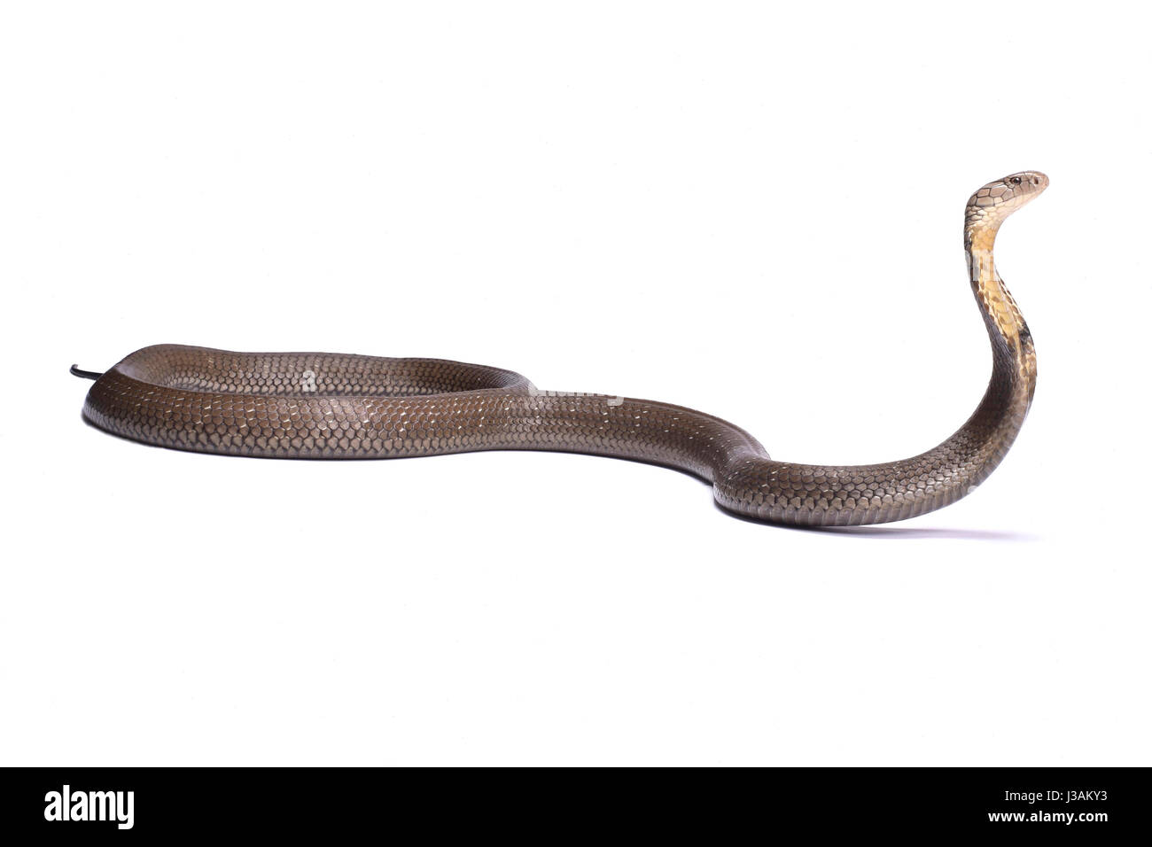 Cobra reale (Ophiophagus hannah) Foto Stock