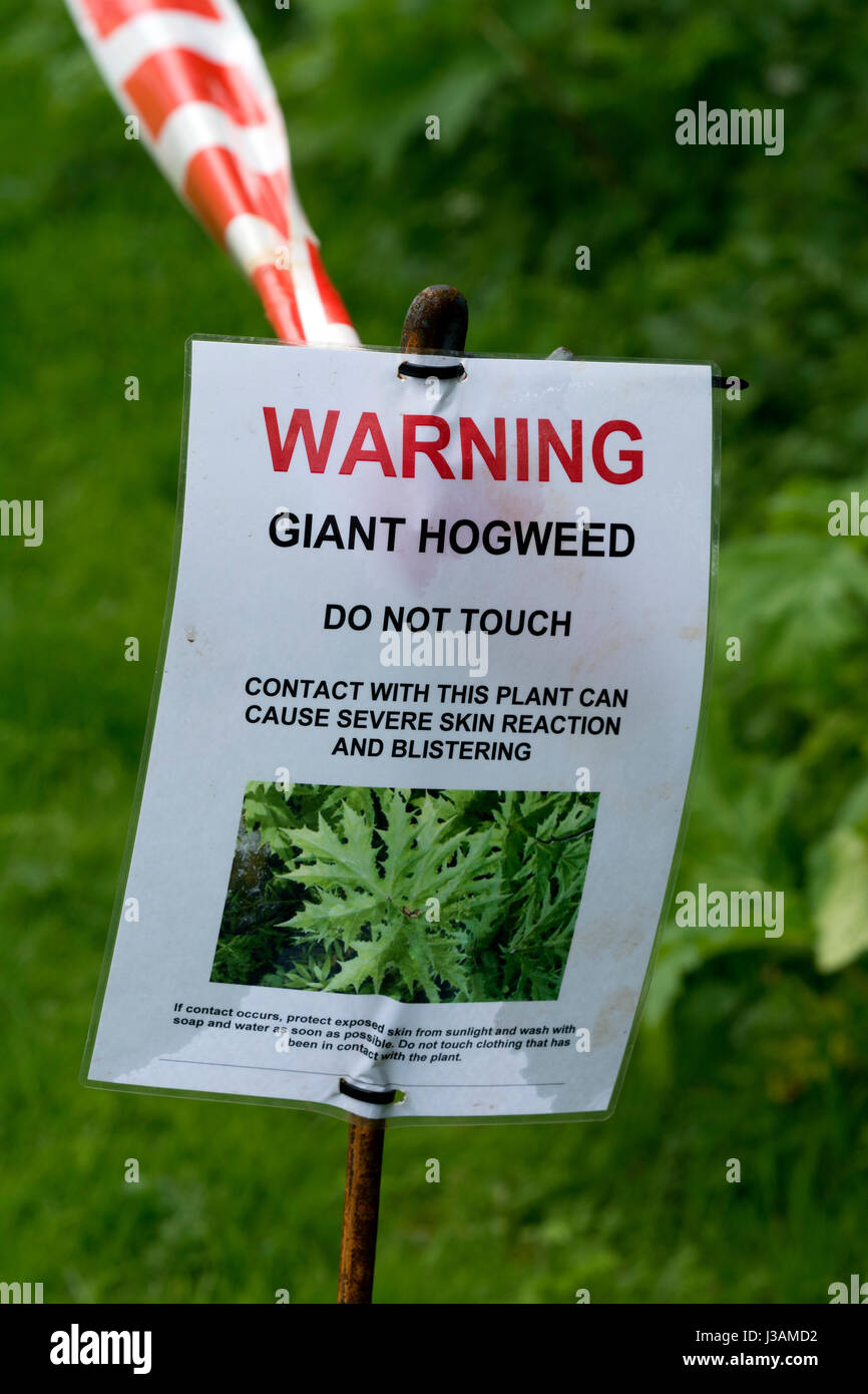 Giant Hogweed avviso sul Grand Union Canal alzaia, Leicestershire, Regno Unito Foto Stock