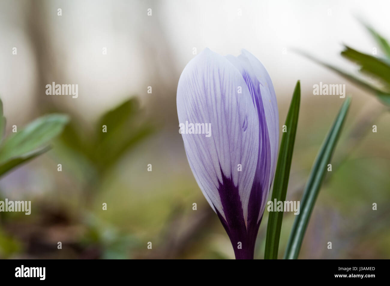 Bluastro fiore Crocus closeup testa con uno sfondo morbido Foto Stock