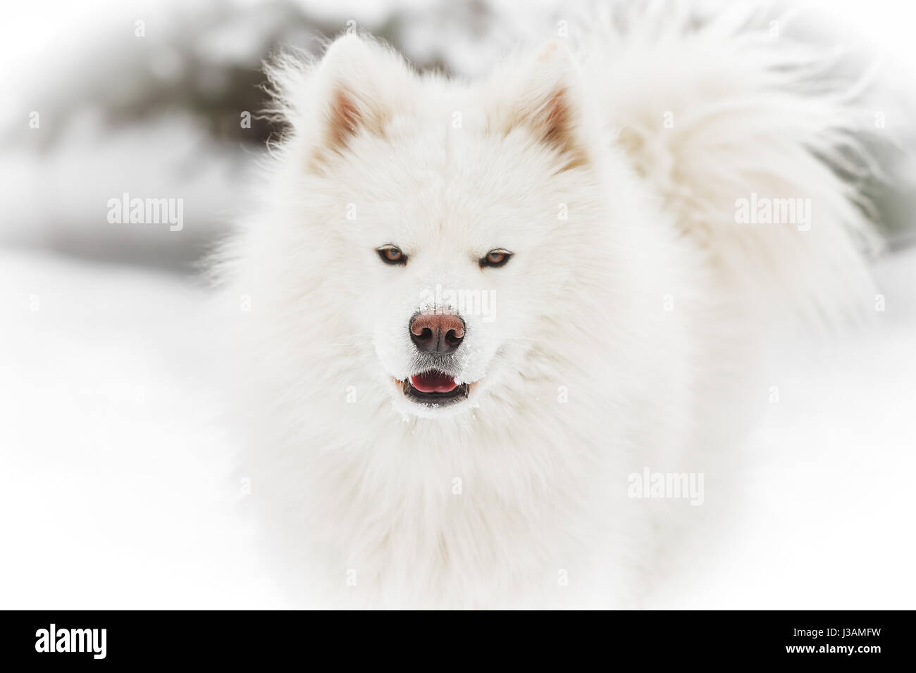 Samoiedo cane sulla neve, in inverno, all'aperto il fuoco selettivo Foto Stock