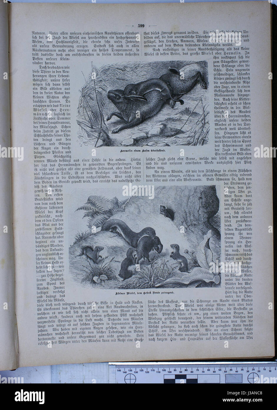 "Die Gartenlaube" è stata un'importante rivista illustrata tedesca, pubblicata per la prima volta nel 1853, che offre una varietà di contenuti, dalla letteratura alle arti visive Il numero 1886 include immagini, articoli e commenti culturali, che riflettono le tendenze dei eraâ nei media e nella società europea. Foto Stock