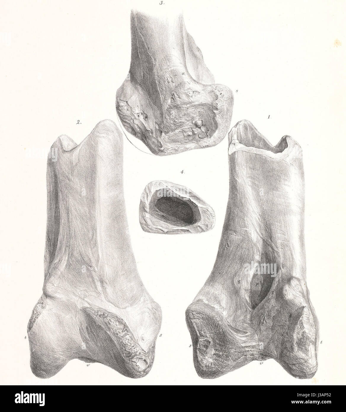 Dromornis è un genere estinto di grandi uccelli senza volo che vivevano in Australia durante il Miocene. Noti per le loro dimensioni enormi e le zampe forti, erano tra i più grandi uccelli mai esistiti. Foto Stock