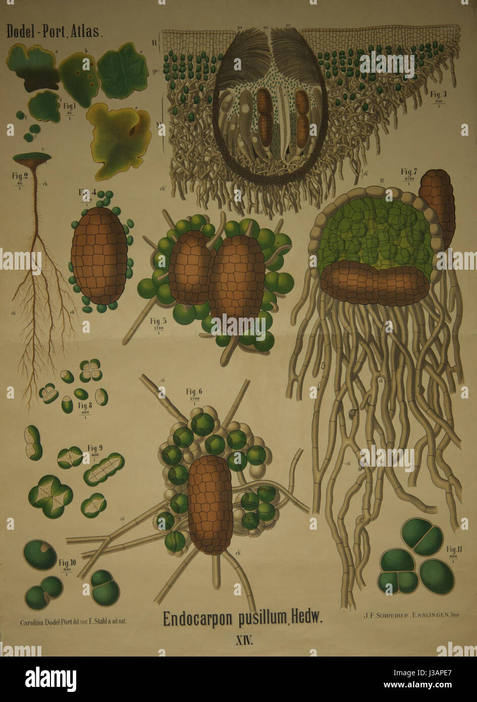 Questa illustrazione del Dodel Port Atlas presenta Endocarpon pusillum, una specie di lichene. È importante per comprendere la biologia dei licheni e l'ecologia, mostrando la complessa struttura di questo organismo. Foto Stock
