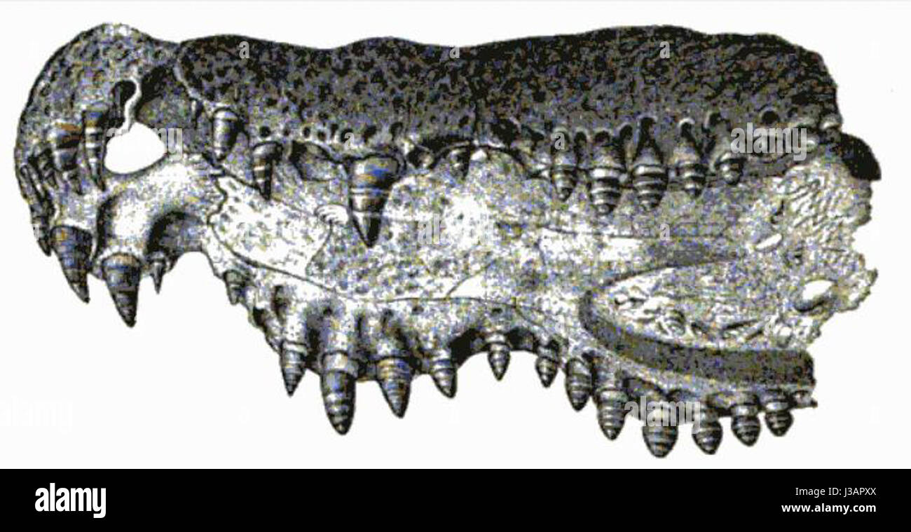 Illustrazione scientifica di Diplocynodon hantoniensis, un coccodrillo preistorico descritto da Nicholson e Lydekker. Foto Stock