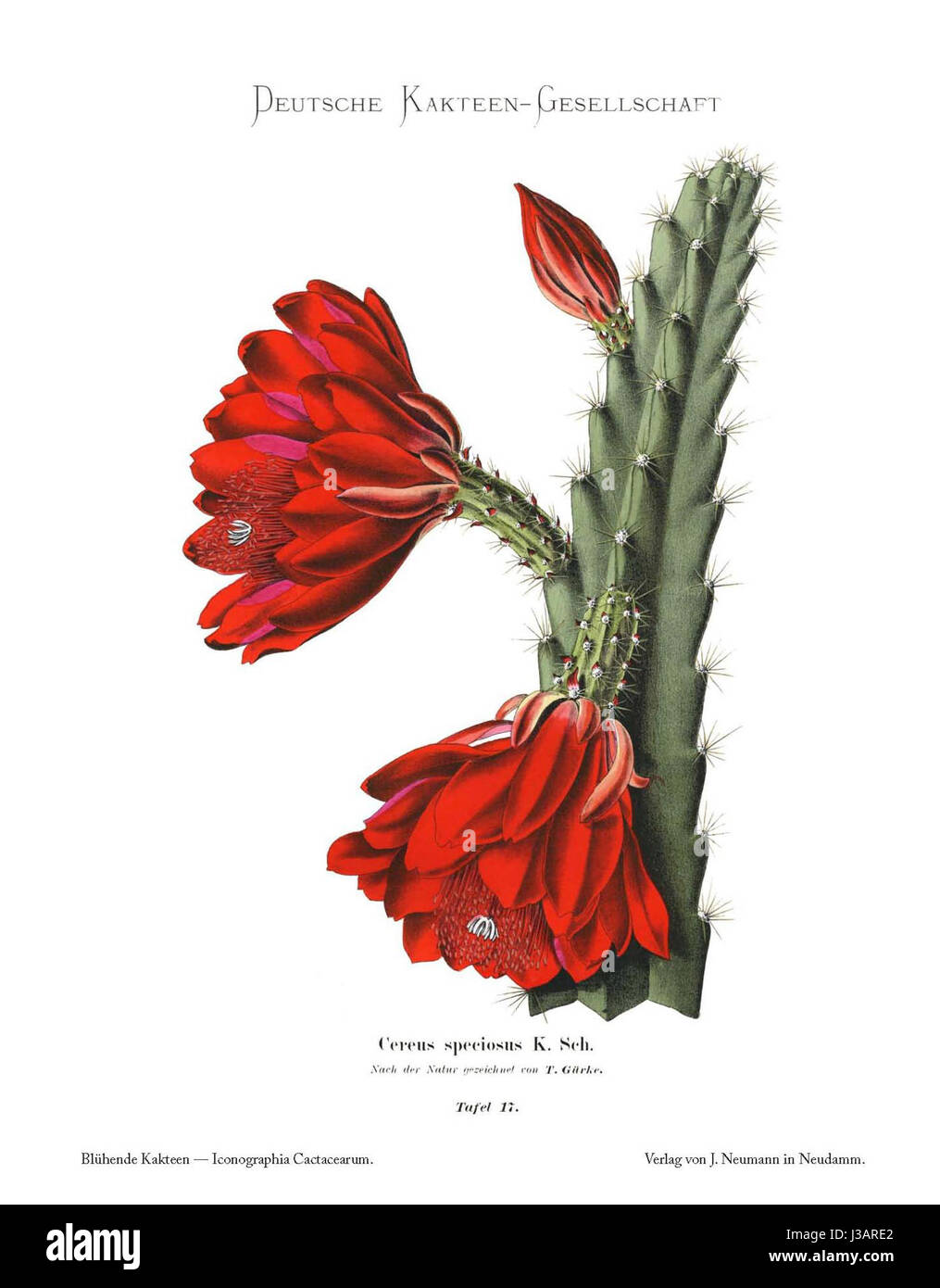 Fotografia di Disocactus speciosus, precedentemente noto come Cereus speciosus, una specie di cactus in fiore originaria dell'America centrale, che misura 1,27 metri di altezza. Foto Stock