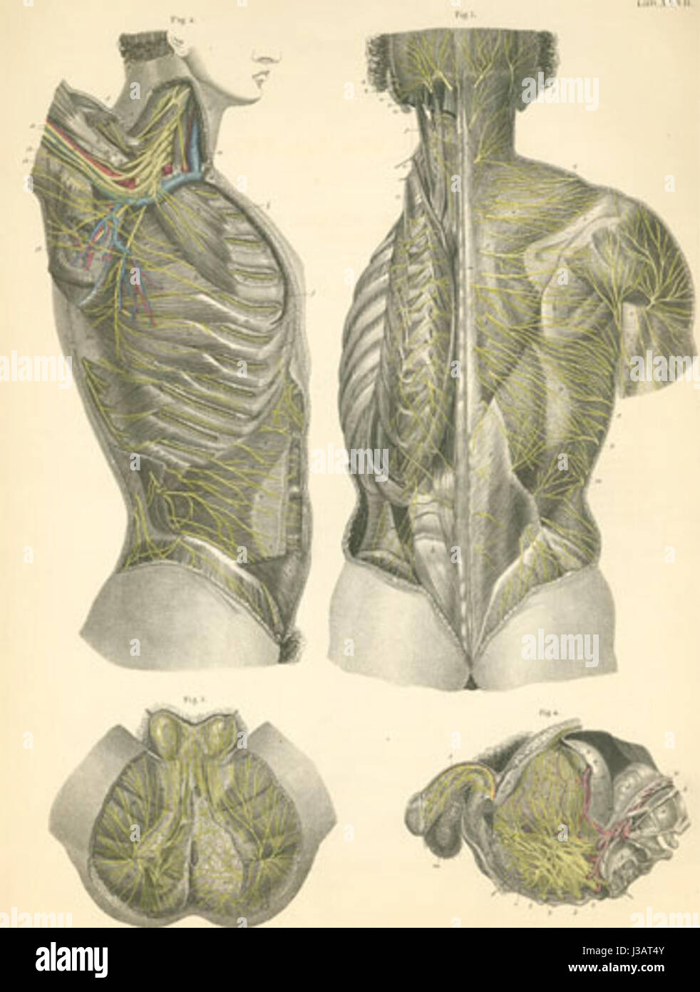Dr Bock plate28 Foto Stock