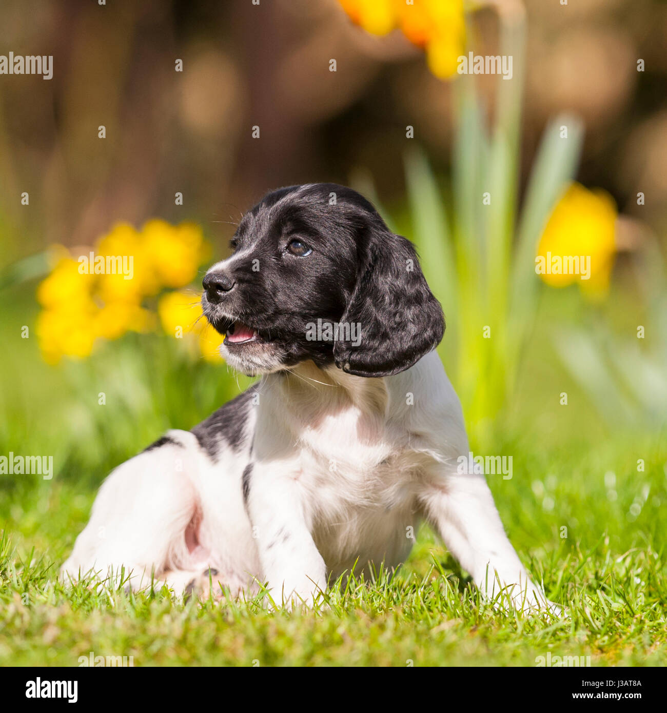 Un 6 settimana old English Springer Spaniel cucciolo nel Regno Unito Foto Stock