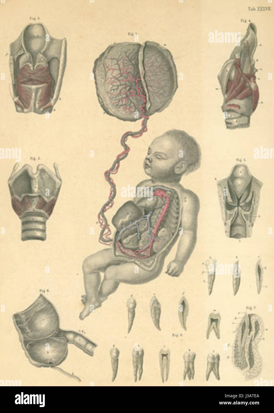 Questo si riferisce a un oggetto noto come "piatto del Dr. Bock 3848", probabilmente una targa storica o scientifica che presenta il lavoro del Dr. Bock o argomenti correlati. I dettagli del contenuto e del contesto della piastra non sono specificati. Foto Stock