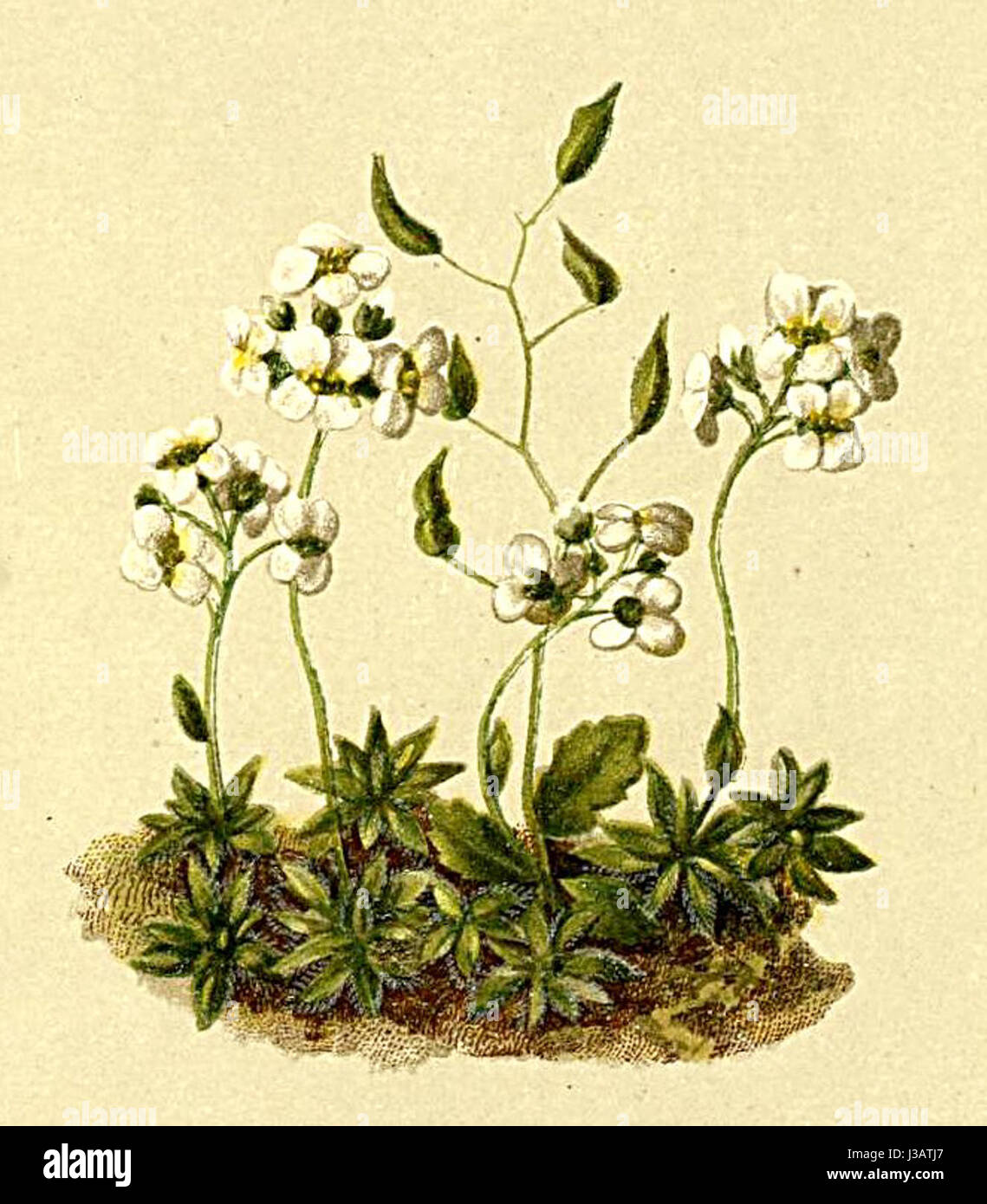 *Draba stellata* è una specie di pianta descritta nell'Atlante Alpenflora*. È conosciuta per i suoi fiori a forma di stella e prospera negli ambienti alpini, spesso presenti nelle regioni d'alta quota delle Alpi. Foto Stock
