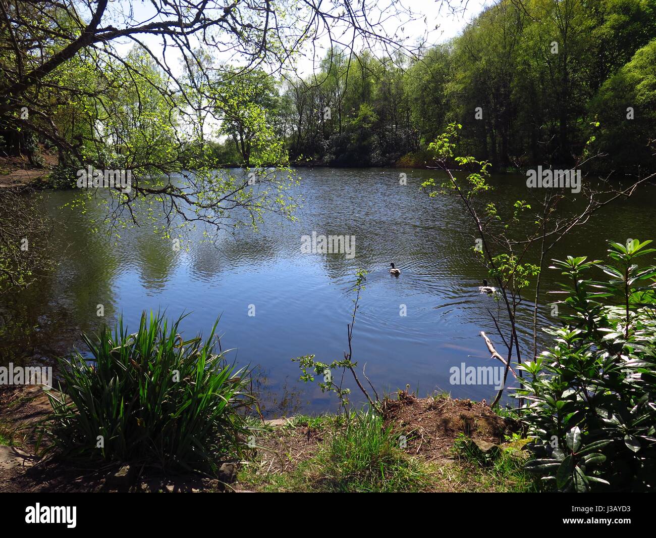 Mugdock, UK. Il 4 maggio, 2017. Continua sistema alta pressione porta un'altra splendida giornata di sole a ovest della Scozia. Famiglie godere il sole a Mugdock Country Park. Credito: ALAN OLIVER/Alamy Live News Foto Stock