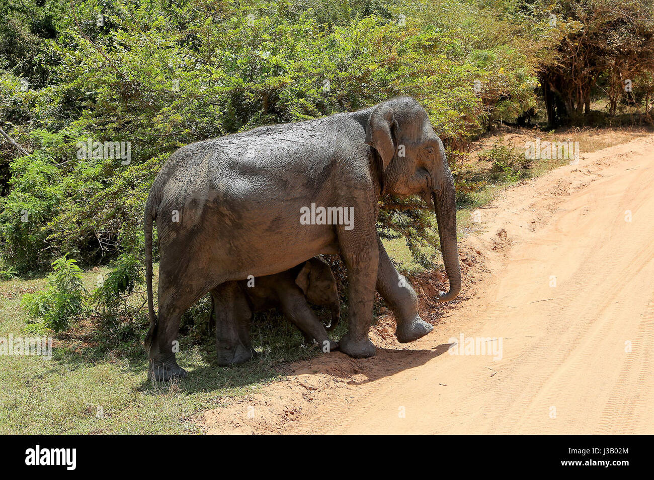 Colombo, Sri Lanka. Il 4 maggio, 2017. Un elefante con il suo polpaccio è visto attraversare la strada per arrivare ad un laghetto vicino a soddisfare la loro sete nel caldo torrido a Sri Lanka Yala fauna selvatica del Parco Nazionale il 4 maggio 2017. Credito: Huang Haimin/Xinhua/Alamy Live News Foto Stock