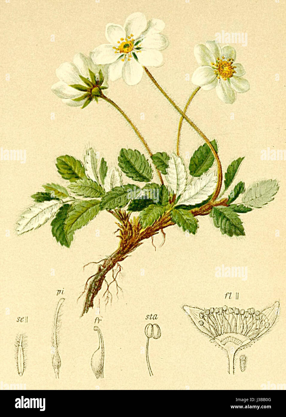 Un'illustrazione botanica di Dryas octopetala, comunemente noto come Mountain Avens, che si trova nelle Alpi. Questa specie è documentata nell'Atlante Alpenflora come parte della flora alpina. Foto Stock