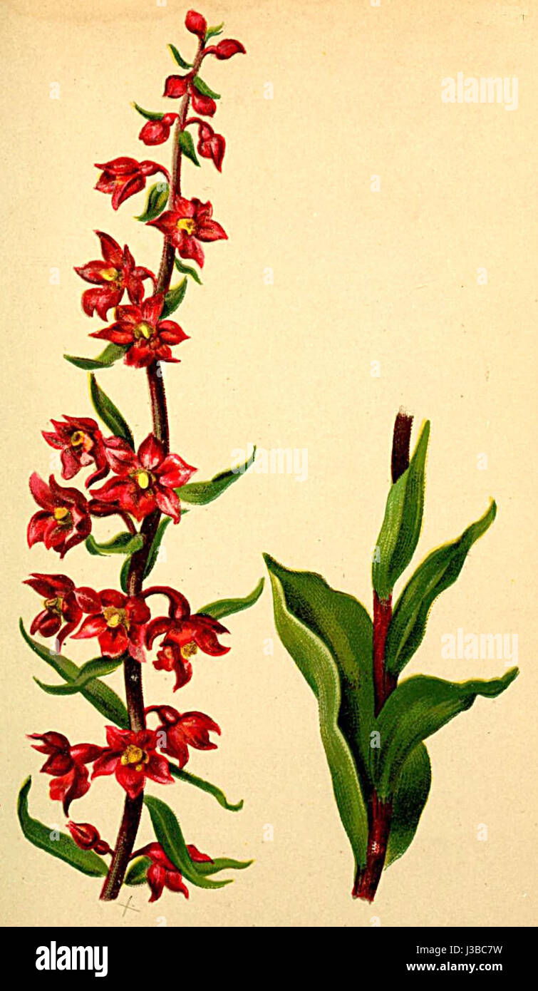 Questo lavoro è un atlante che si concentra su Epipactis rubiginosa, una specie di orchidea che si trova nelle Alpi, evidenziando le sue caratteristiche botaniche e la distribuzione all'interno della flora alpina. Foto Stock