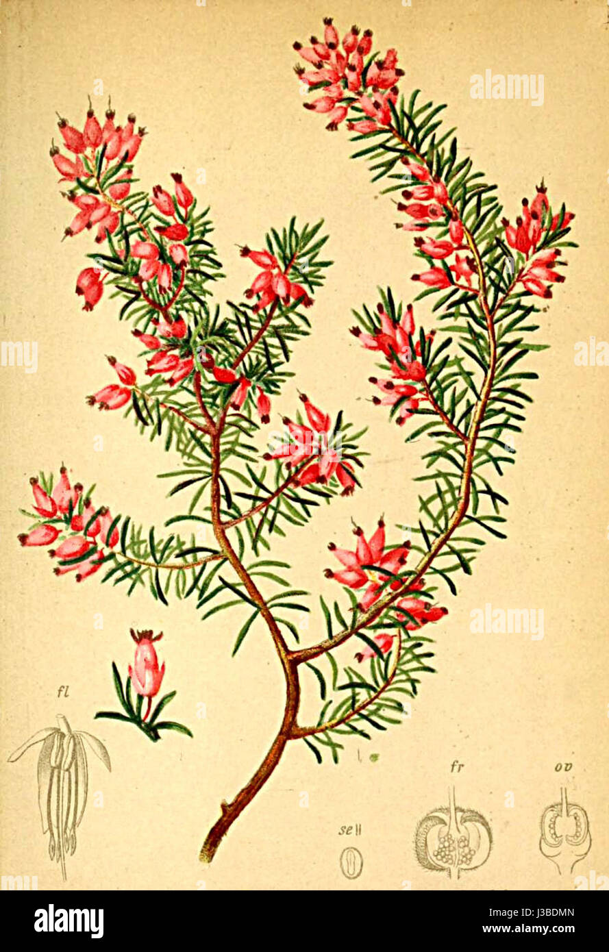L'Erica carnea, comunemente nota come brughiera invernale, è un piccolo arbusto sempreverde che si trova nelle regioni alpine. Prospera su terreni rocciosi e montuosi ed è presente nell'"Atlante Alpenflora" per il suo ruolo nella flora alpina. Foto Stock