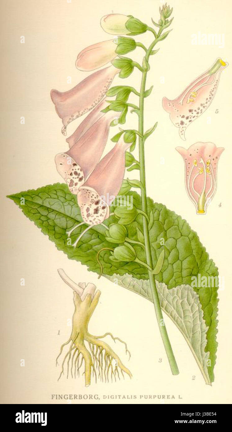 Digitalis purpurea (Nordens Flora) Foto Stock