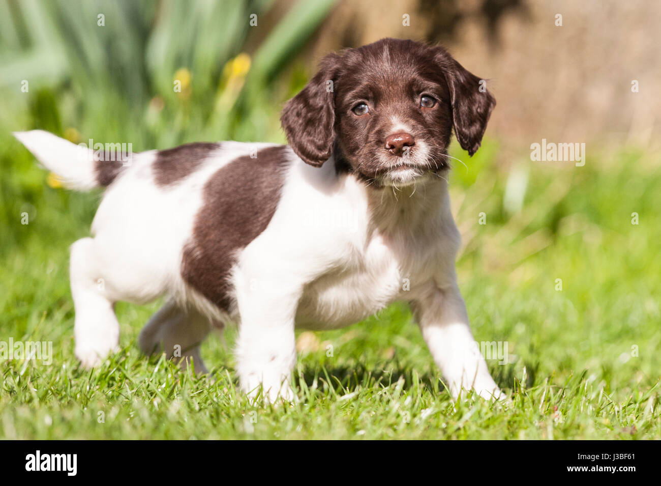 Un 6 settimana old English Springer Spaniel cucciolo nel Regno Unito Foto Stock