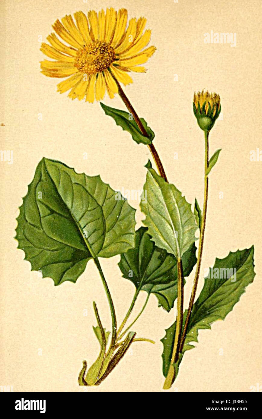 Il Doronicum cordatum è una specie vegetale delle Alpi, comunemente presente nei prati alpini. La pianta è nota per i suoi caratteristici fiori gialli ed è presente nell'"Atlante Alpenflora" per il suo significato botanico. Foto Stock