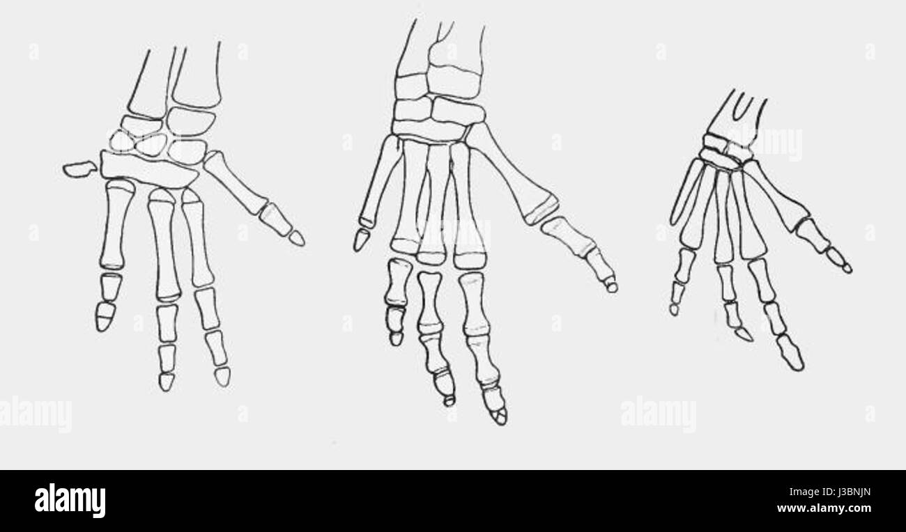 Un esemplare scheletrico dell'arto anteriore del dugong, che fornisce informazioni sulla biologia evolutiva di questo mammifero marino, noto per il suo adattamento alla vita acquatica. Foto Stock