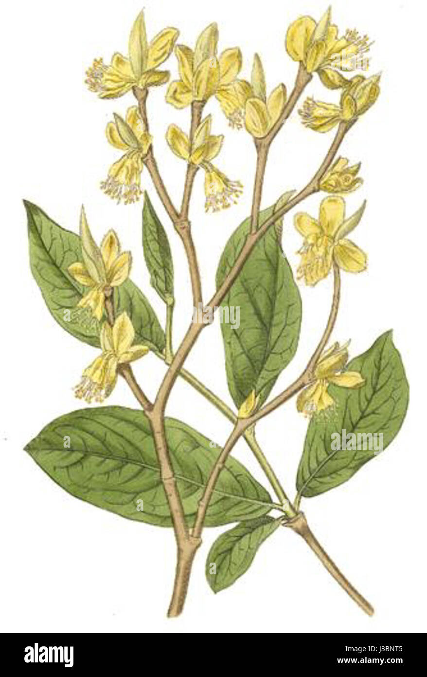 Dirca palustris Edwards Foto Stock