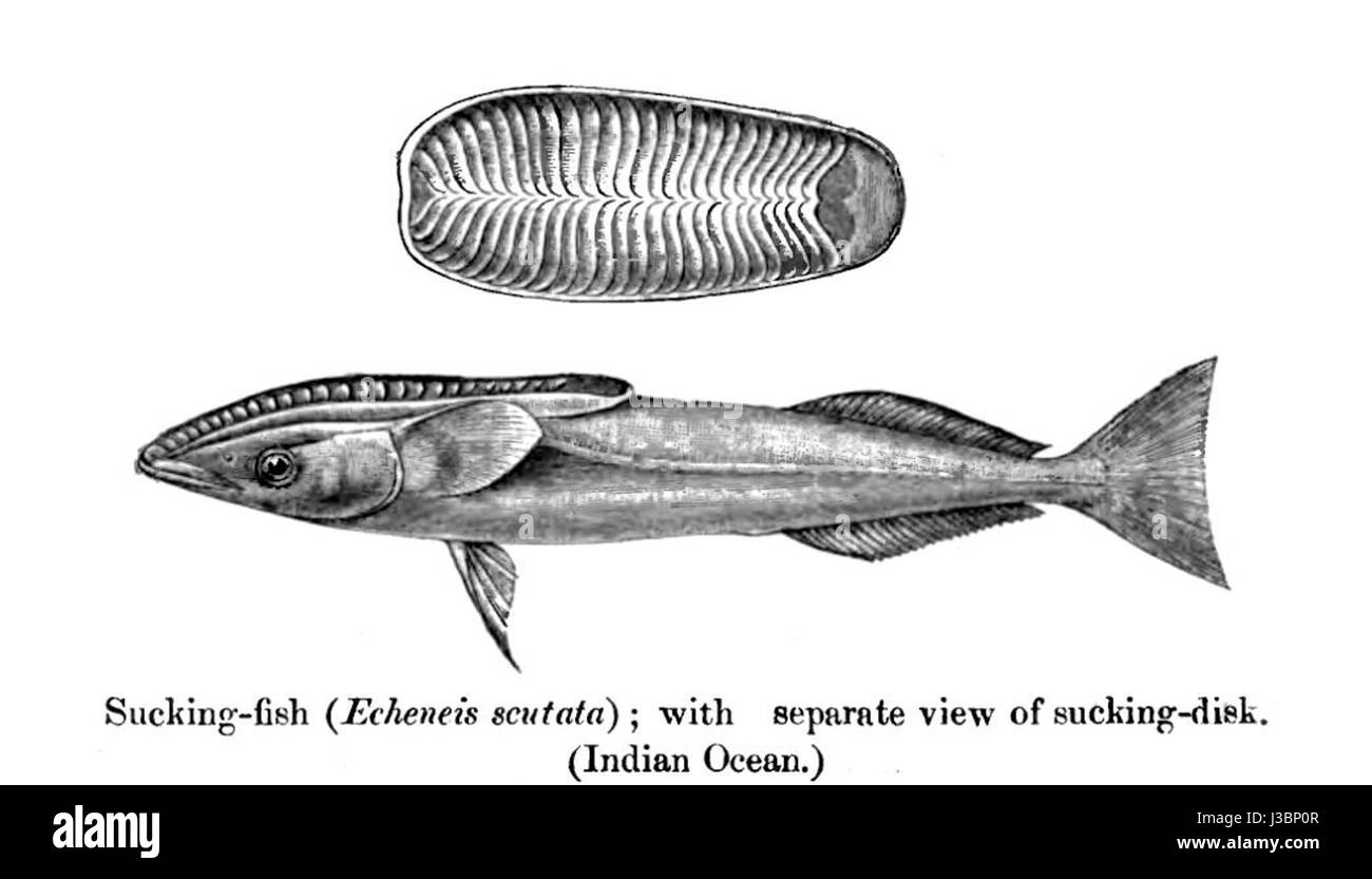 L'Echeneis scutata, comunemente nota come suckerfish, è una specie di pesci nota per la sua capacità di attaccarsi agli animali marini più grandi utilizzando la sua struttura specializzata a forma di disco. Foto Stock